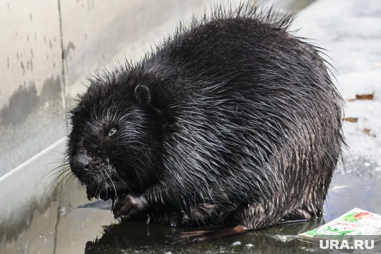 Совместный труд человека и бобра помогает предотвратить массовые лесные пожары