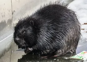 Бобры помогают свердловским спасателям в борьбе с торфяными пожарами