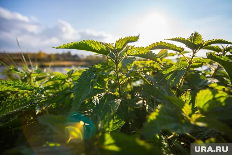 Тропинка по которой тюменцы добирались до общественной остановки заросла крапивой