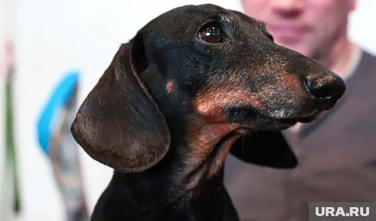 Животное получило несколько ударов ногами и рукой (архивное фото)