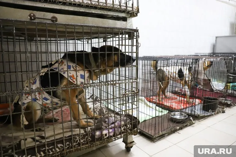 В «Рыжей моське» не намерены распускать бездомных собак (архивное фото)