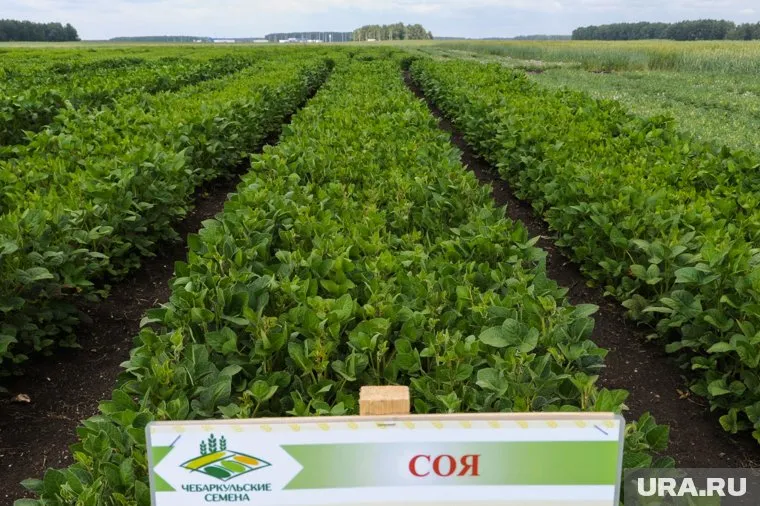 Соя и соевый белок являются аллергенами, поэтому продукты с их содержанием являются не самыми полезными, заявила Ирина Бережная