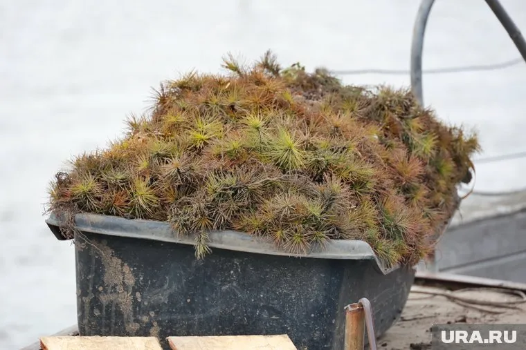 Саженцы сосны в Усть-Уйское привозят сотрудники лесхоза