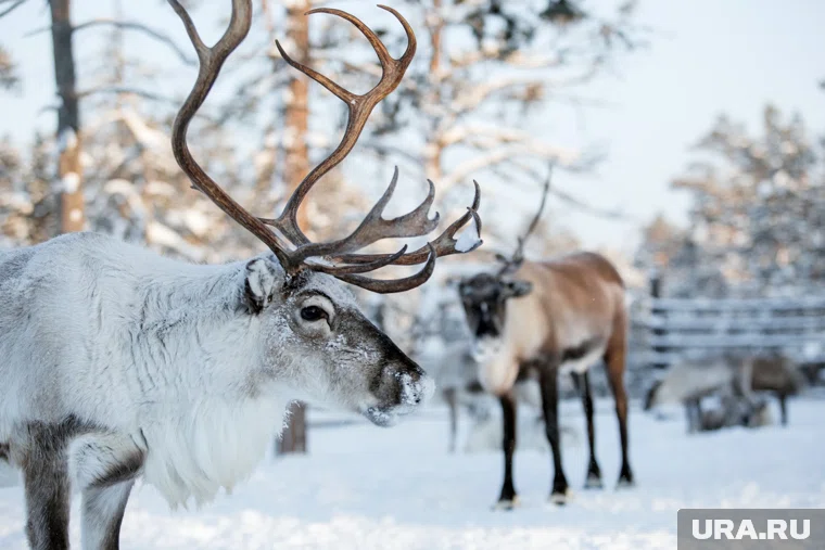 Оленя Яшу театру предоставил владелец урайского экопарка