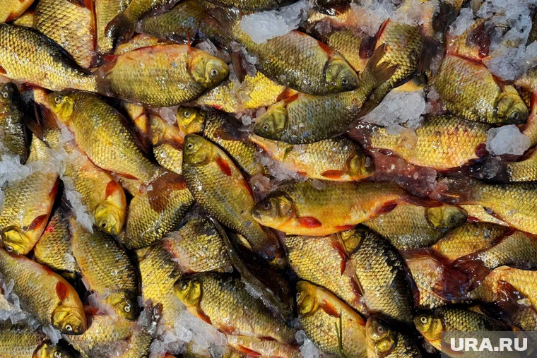 Курганские рыболовы добыли 1755 тонн водных биоресурсов