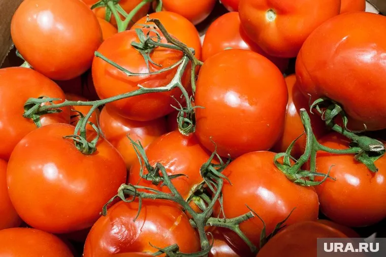 В плодах была обнаружена южноамериканская моль