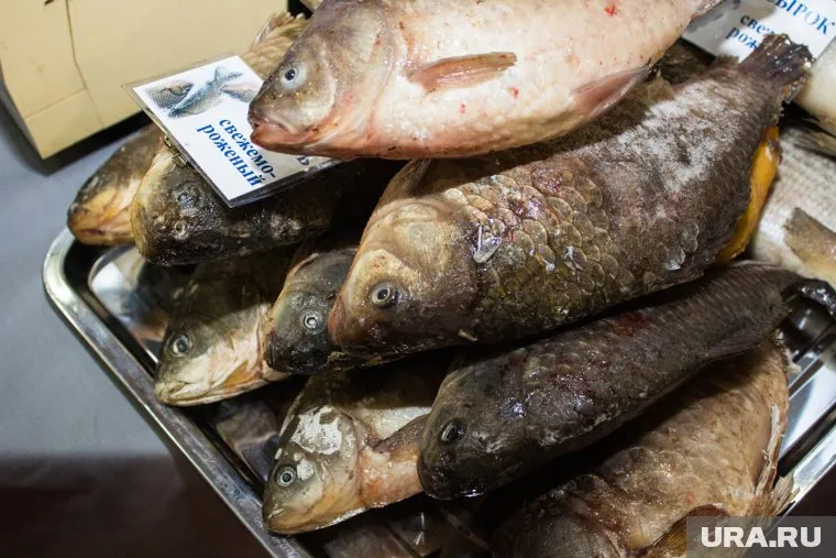 В Курганской области карась остается одним из самых популярных видов рыб