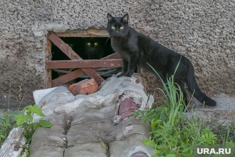 Артиллеристы ВС РФ используют кошку для отслеживания украинских дронов, сообщает Shot