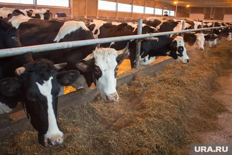 Приостановка штрафов поможет фермерами и дальше рассчитывать на господдержку из федерального бюджета в полном объеме