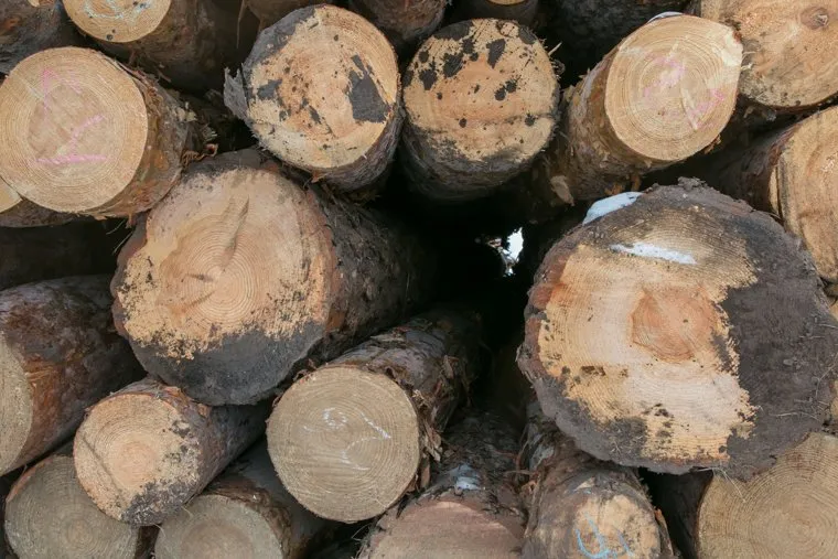 Разное. Курган, Шадринск