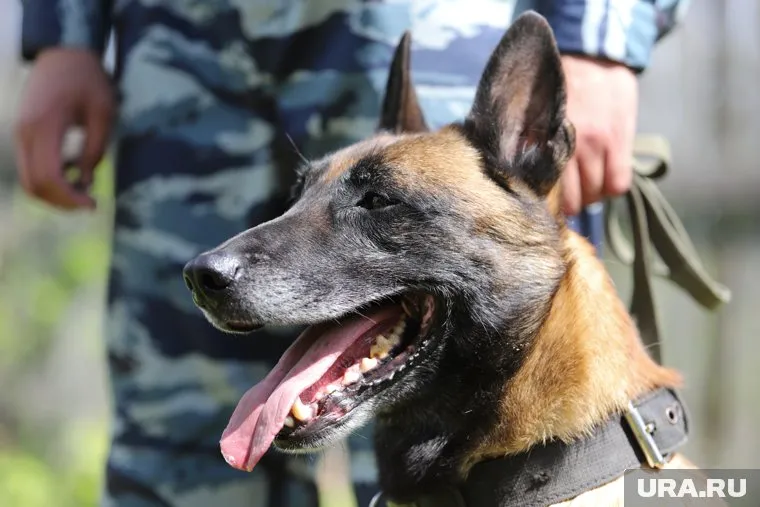 Собаки помогают находить взрывчатку и задерживать преступников