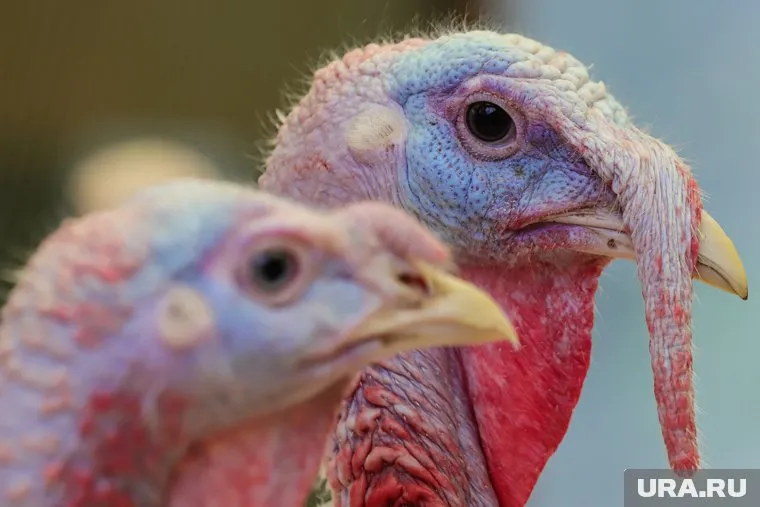 Производство будет заниматься мясом индейки