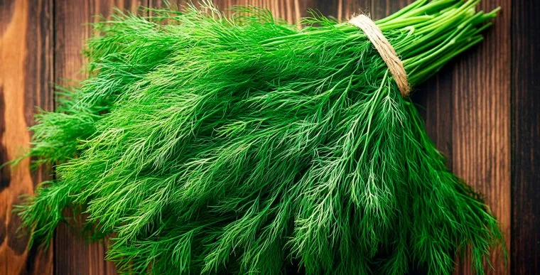 Укроп любит только хорошо освещенные участки