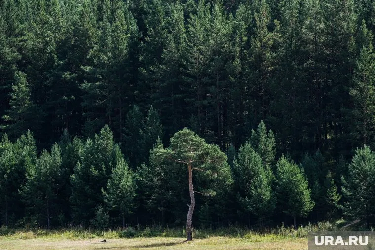Кедровый бор передан по контроль дирекции особо охраняемых природных территорий ХМАО