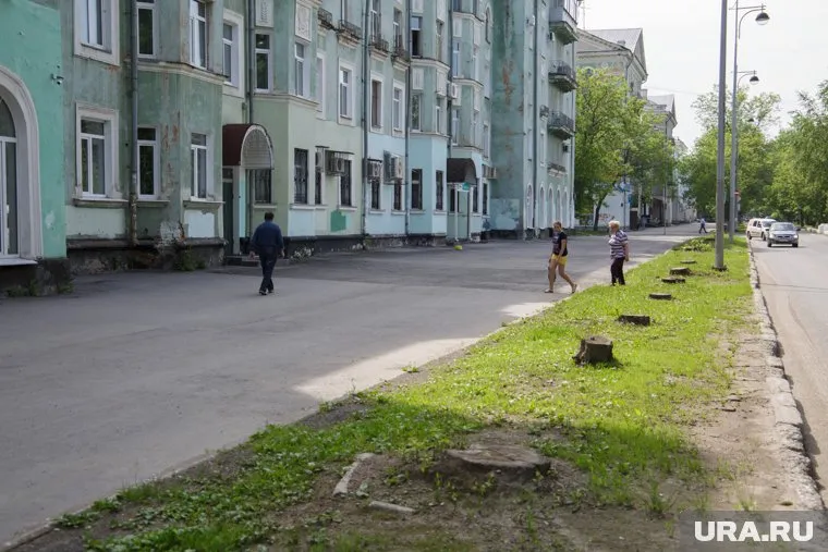 Активисты ОНФ хотят заново высадить липы на Тихом Компросе