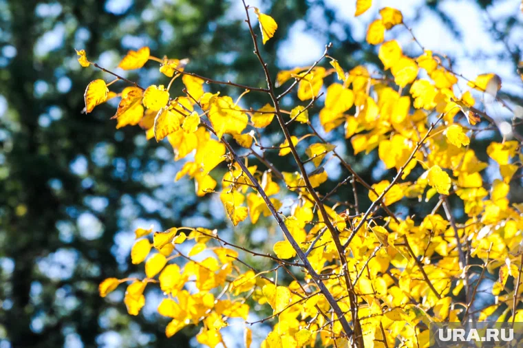 В Челябинске в конце следующей недели возможны заморозки