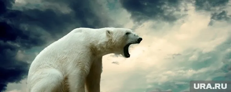 Раненый белый медведь убежал из поселка