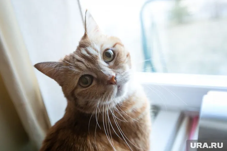 Хозяин кота не уверен, что это именно Твикс