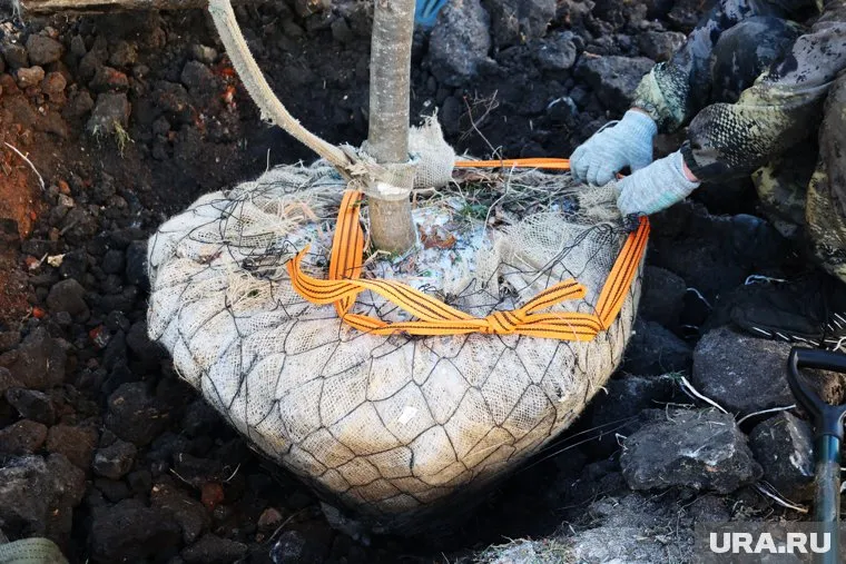 Ради посадки дерева посреди тротуара выдолбили плитку