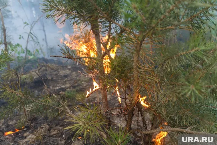 За неделю дым от пожаров переместился на три тысячи километров