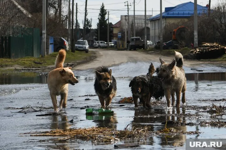 Заразиться бешенством можно после укуса собаки