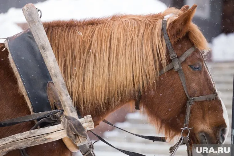 Запряженную лошадь, перевозившую авто, заметили в одном из дворов Челябинска