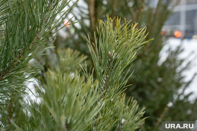 Новогодние деревья стоят в квартирах разное время