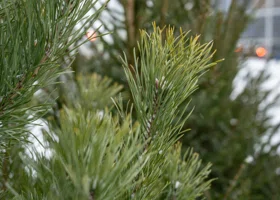 Ученый Пермского Политеха рассказал, что выбрать — ель, сосну или пихту на Новый год