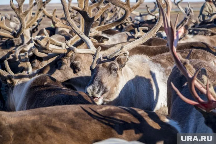 Десятки миллионов рублей пойдут на защиту Ямала от сибирской язвы
