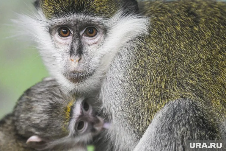 В зоопарке теплолюбивых животных берегут от холода