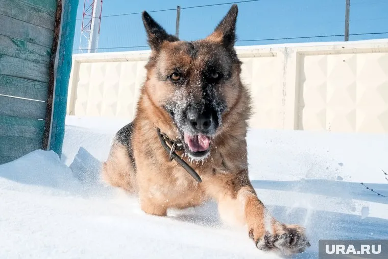 Анастасия Ивлеева еще не придумала кличку для собаки (архивное фото)
