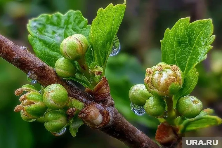 Пораженные клещем ягоды смородины превращают в застывшие качаны