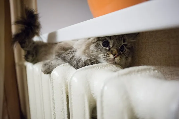 Кошка на батарее. Екатеринбург, холод, зима, тепло, домашние питомцы, осень, кошка на батарее