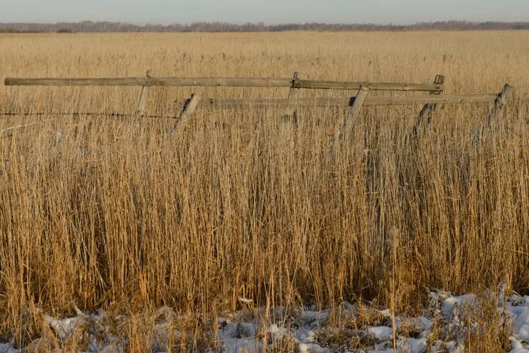Егерь охотничьего хозяйства "Коклан" Ихтиандр Шарипов и дорога через камыши. Челябинская область