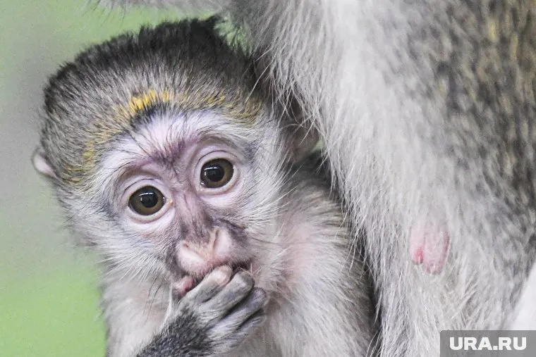 Оспа передается от обезьян
к человеку