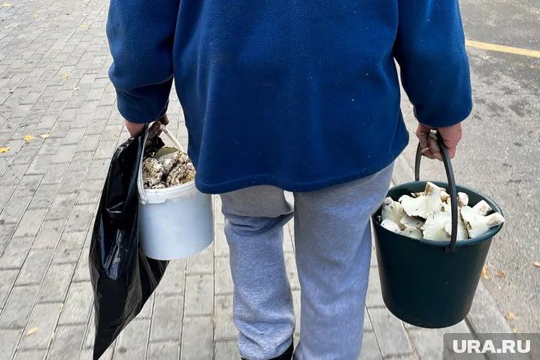 Челябинцы собирают грузди после резких перепадов температуры