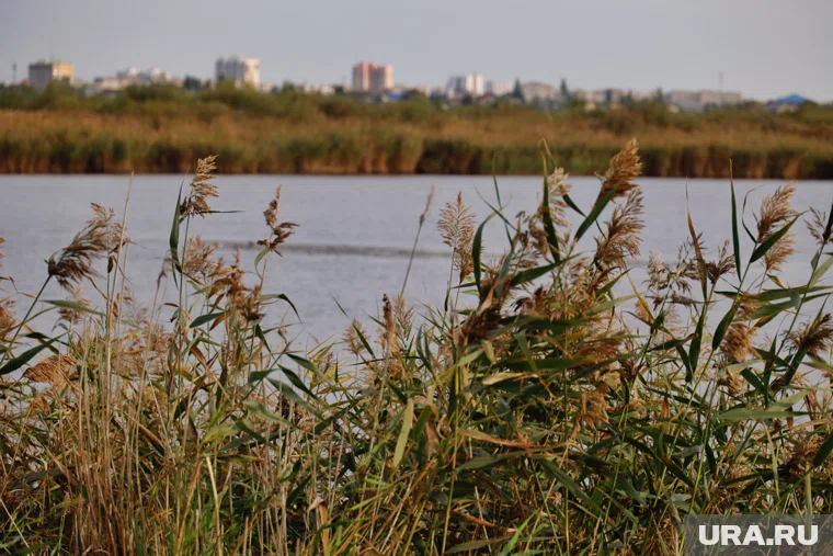 Власти Кургана планируют продать землю возле озера Левашово под КРТ