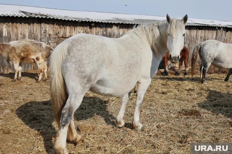 Лошадиная ферма с опасными отходами находится в Варгашинском округе (архивное фото)