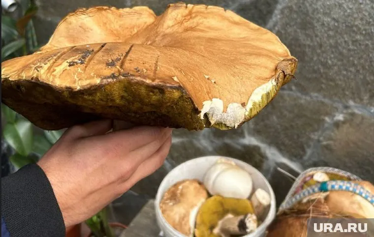 Новые грибы стали появляться в лесах Курганской области (архивное фото)