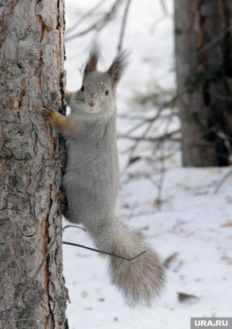 Тюменские бельчата предсказали погоду сотрудникам МЧС