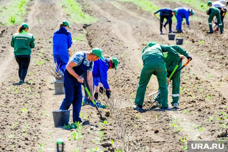 Ручной труд компания дополняет механическим: в 2022 году запустили автоматический пропольщик