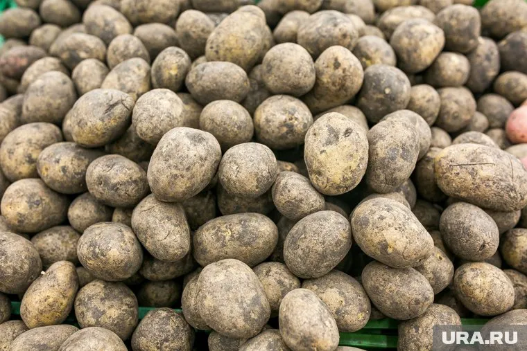 Обязанности заключаются в очистке и погрузке овощей