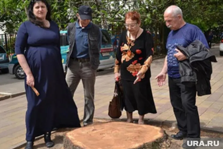 Жители Сочи спутали кедр и лиственницу
