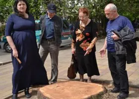 Это не кедр, а лиственница