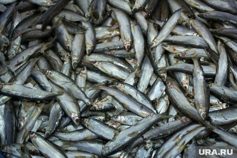 Власти Ямала выделяют сотни миллионов на рыбоводный завод