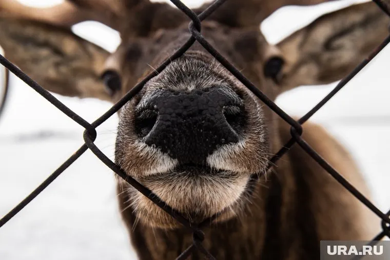 В 2022 году планируется заготовить более 2320 тонн мяса северного оленя