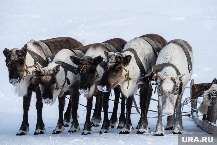 Оленьи упряжки приняли участие в Параде Победы в Яр-Сале
