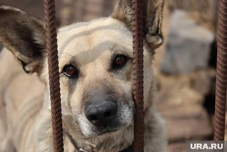 Всего за 2023 год и первые месяцы 2024 года отловлено 443 бездомные собаки и кошки