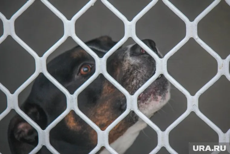 Арендатор не был в курсе, что внутри помещения больше 30 собак