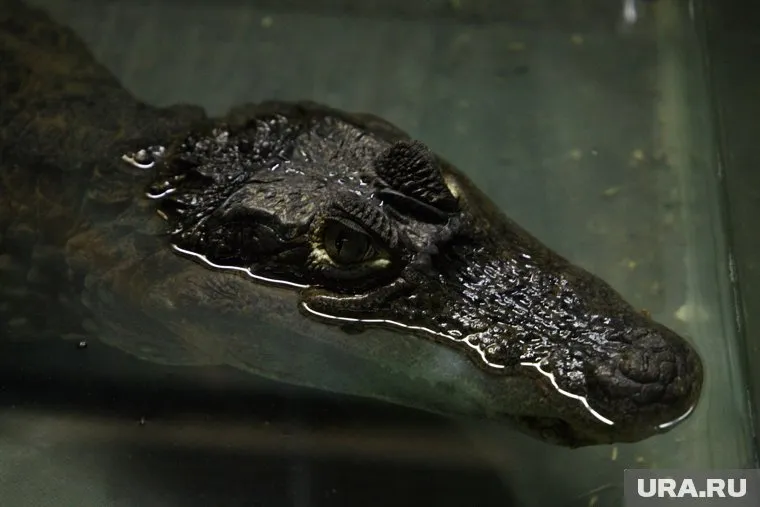 В магазине предлагали сделать фото с крокодилом